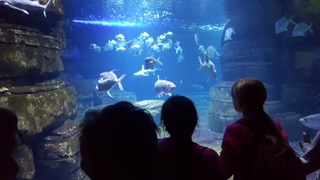 Unter dem Meer – die 3i im Aquarium Berlin